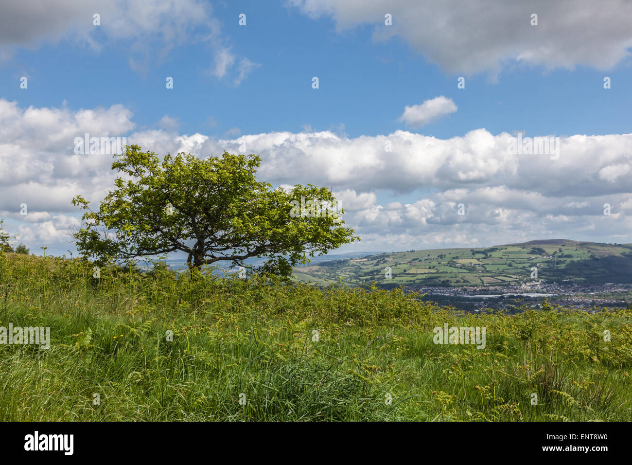 Eine verkümmerte Baum auf Caerphilly Berg, mit der fernen Stadt unten, Caerphilly, Wales, UK Stockfoto