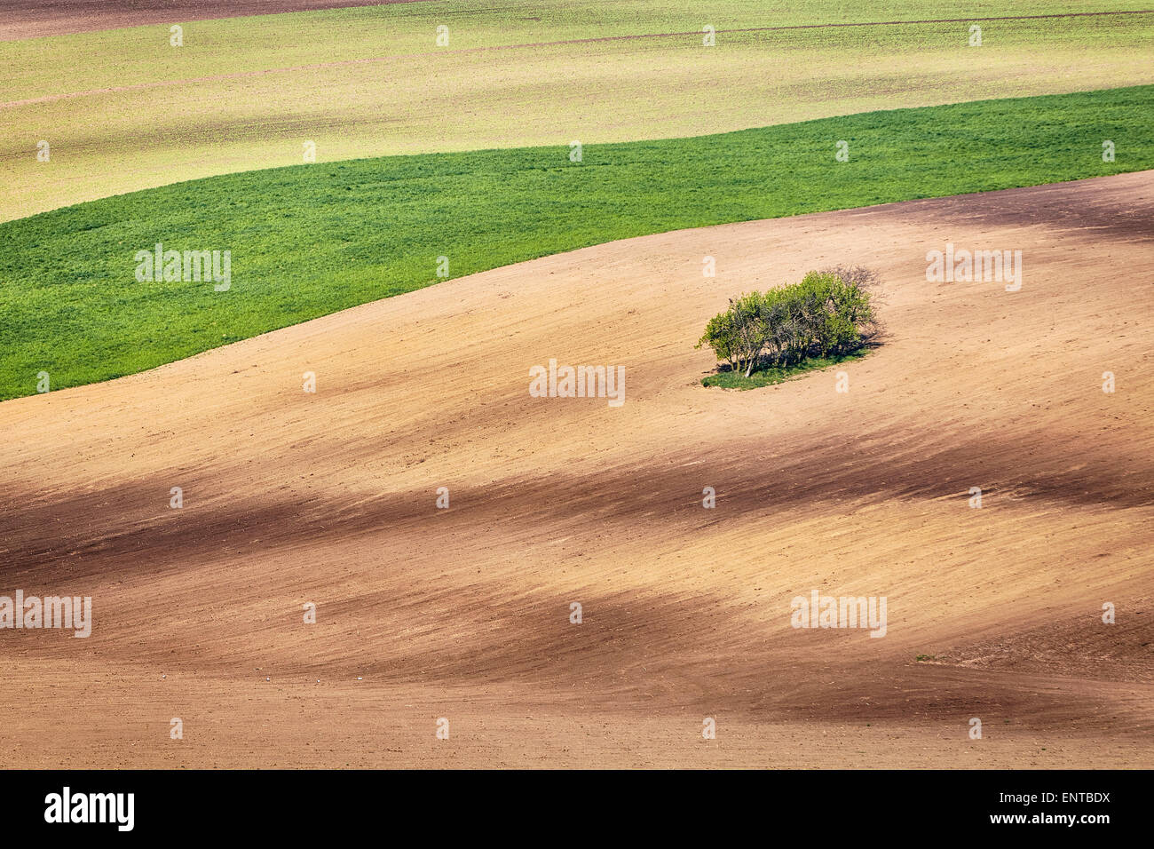 Linien und Wellen mit Bäumen im Frühjahr Stockfoto