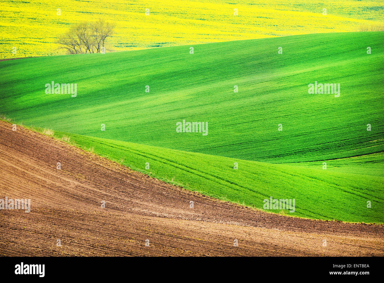 Feld-Wellen mit Baum im Frühling, Süd-Mähren Stockfoto