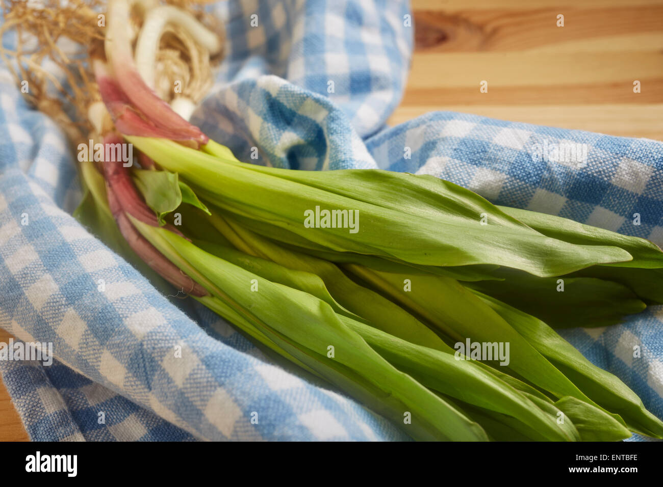 frisches wild Lauch, manchmal genannt "Rampen" Stockfoto