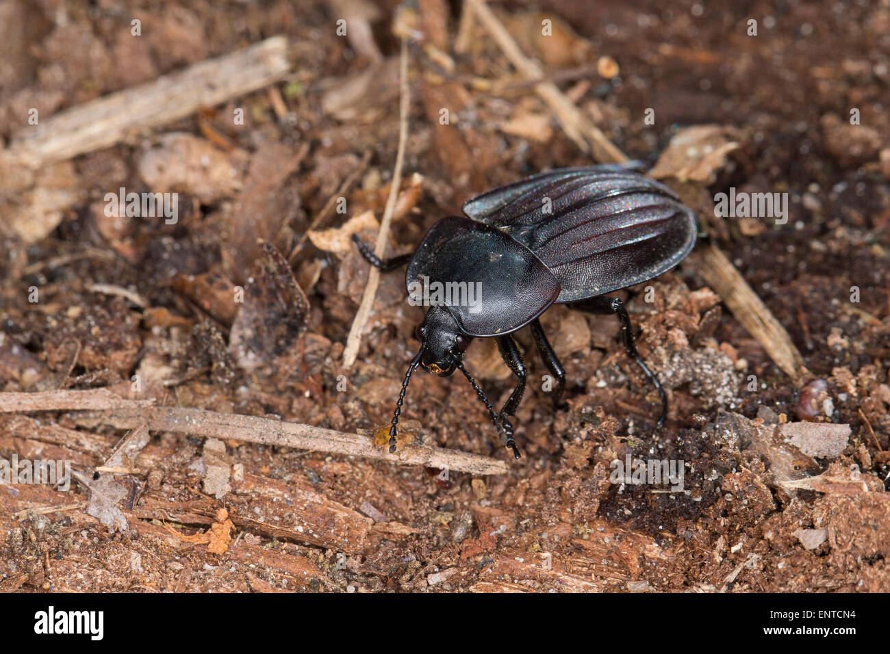 AAS AAS Käfer, Silphidae, Käfer, Aaskäfer, Starkgerippter Geradschienen ...