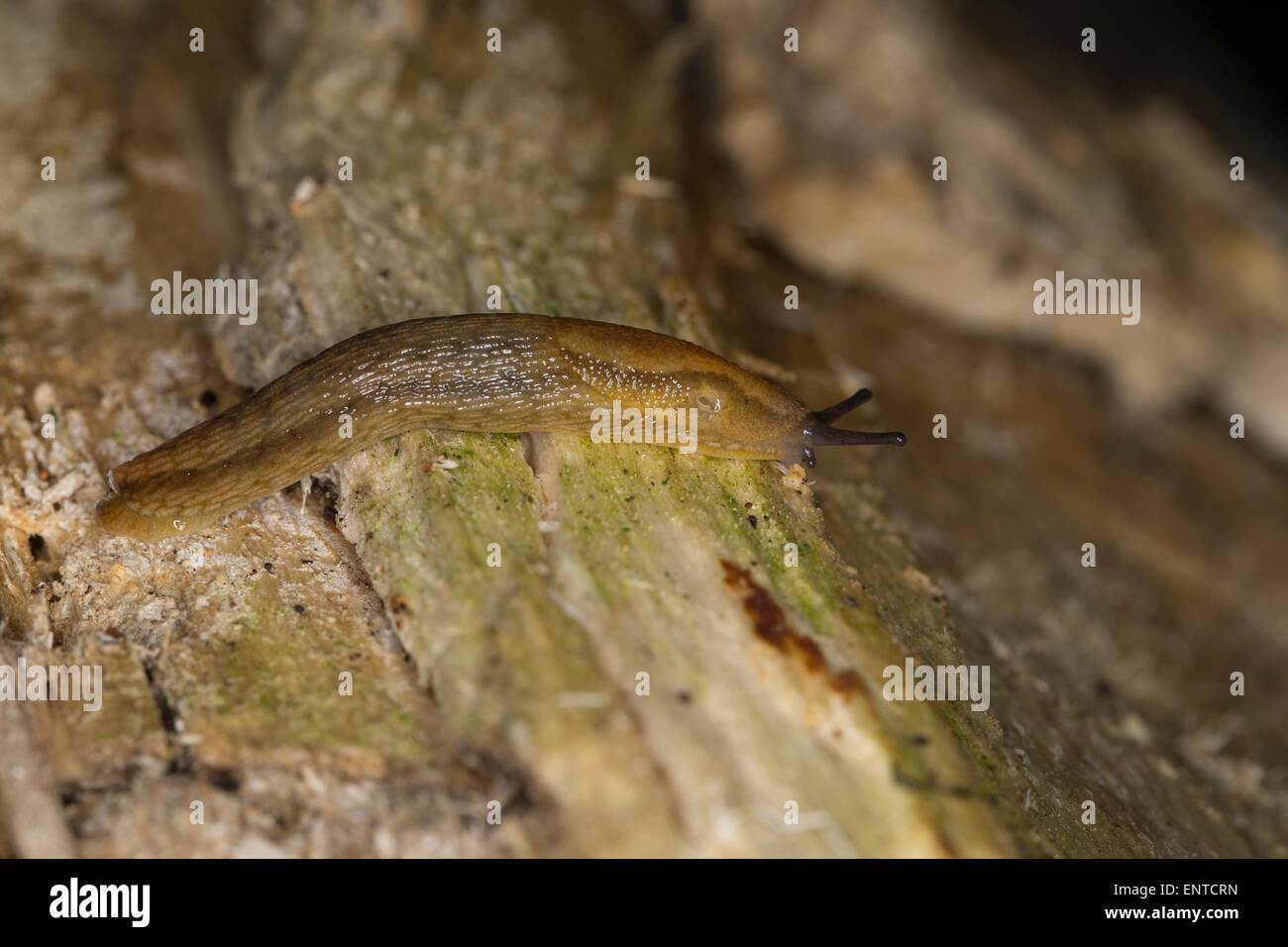 Altrosa Arion, Dusky Slug Dusky Arion Slug, Braune Wegschnecke, Arion Subfuscus, Hellbraune Wegschnecke Arion fuscus Stockfoto