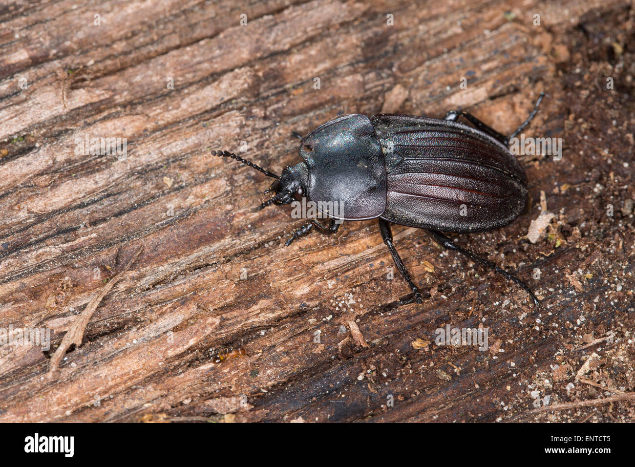 AAS AAS Käfer, Silphidae, Käfer, Aaskäfer, Starkgerippter Geradschienen-Aaskäfer, Silpha carinata Stockfoto