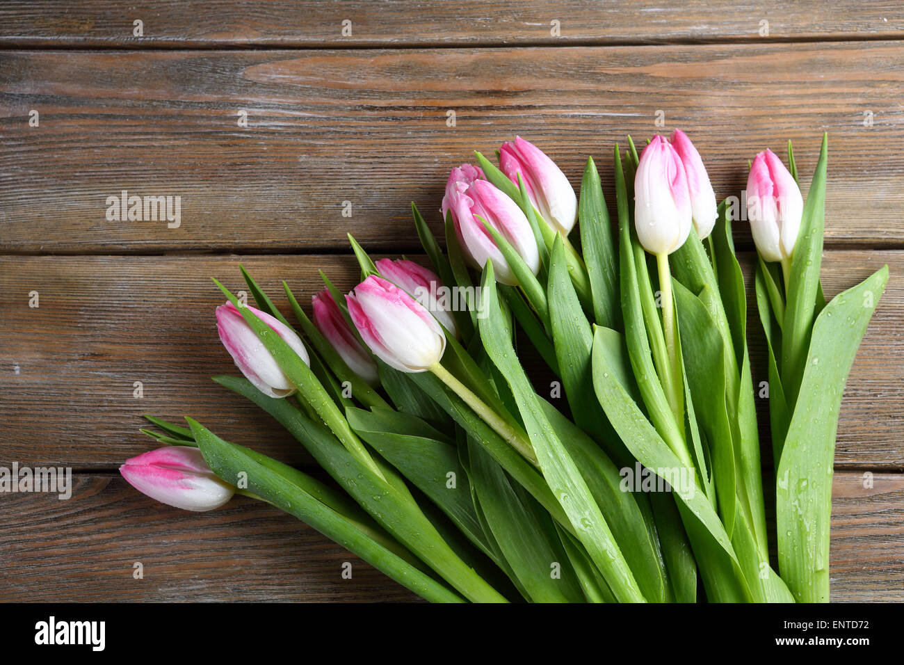 Bouquet von rosa Tulpen, Blumen Stockfoto