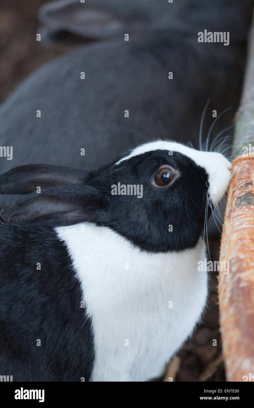 Kaninchen (Oryctolagus Cuniculus). "Dutch" heimischen Rasse, Haustier Tier kauen Rinde von einem Baum-Protokoll. Umweltanreicherung. Stockfoto