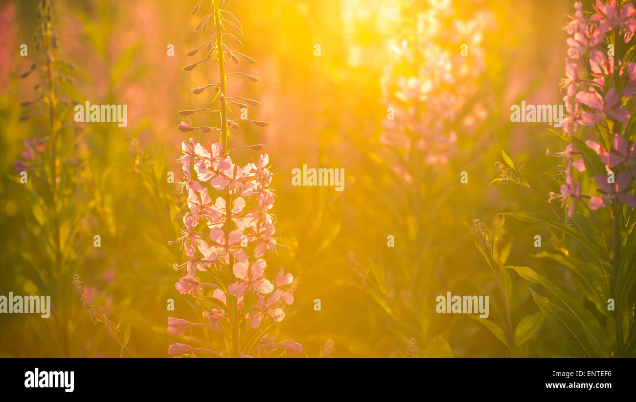 Rosebay Weidenröschen blumen Hintergrundbeleuchtung durch Sonnenlicht wachsen auf einer Wiese in der Galloway Forest Park, Schottland, Großbritannien im Sommer in der Dämmerung Stockfoto