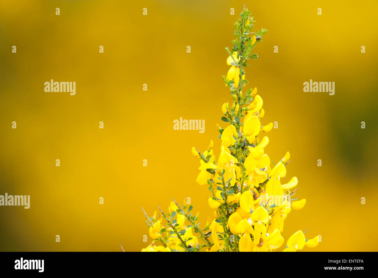 Gelbe Erzengel Blume, UK Stockfoto