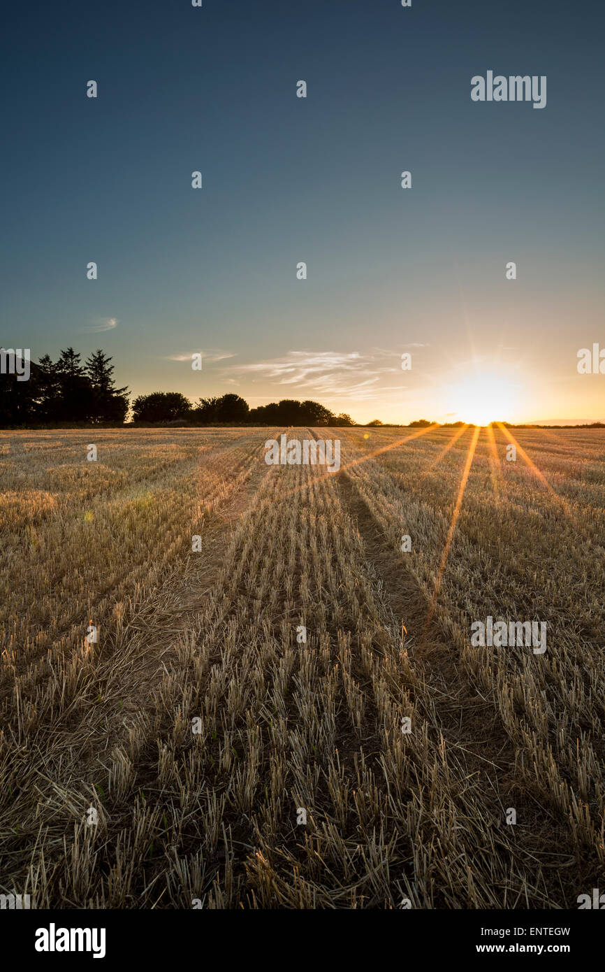 Sonnenuntergang über einem Weizenfeld mit Sonnenstrahlen, Großbritannien Stockfoto