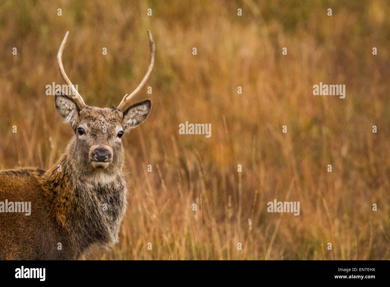Red Deer Hirsch (Cervus elaphus) in den schottischen Highlands, Inverness-shire, Schottland, Großbritannien mit Kamera suchen, Nahaufnahme Kopf Gesicht Stockfoto