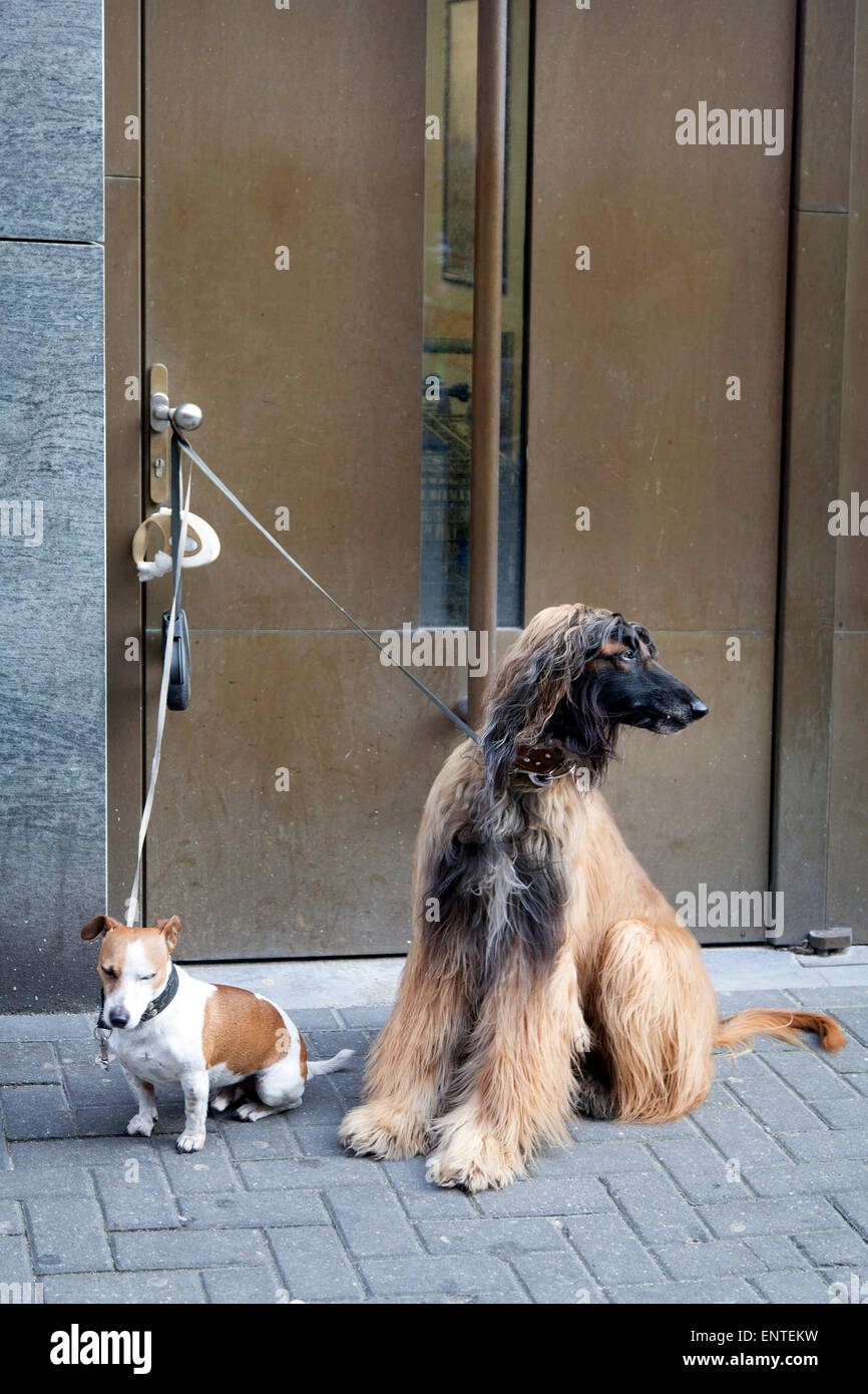 afghanische Hund und jack Russel warten Ouside Shop auf Straße Stockfoto