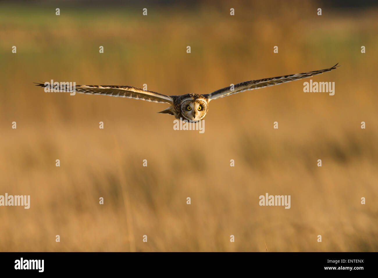 Short Eared Owl (Asio Flammeus) im Flug, Eulen fliegen, England, Großbritannien Stockfoto