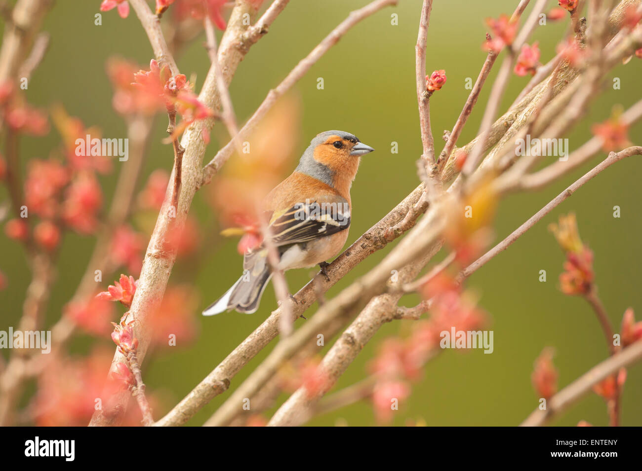 Nahaufnahme von einem Buchfinken (Fringilla Coelebs) Vogel sitzt in einem Kirschbaum in der Frühjahrssaison, UK Stockfoto