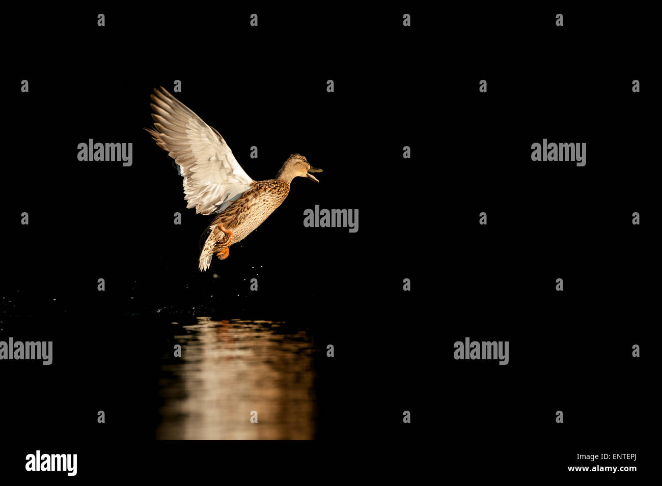 Stockente (Anas Platyrhynchos) fliegen, Großbritannien Stockfoto