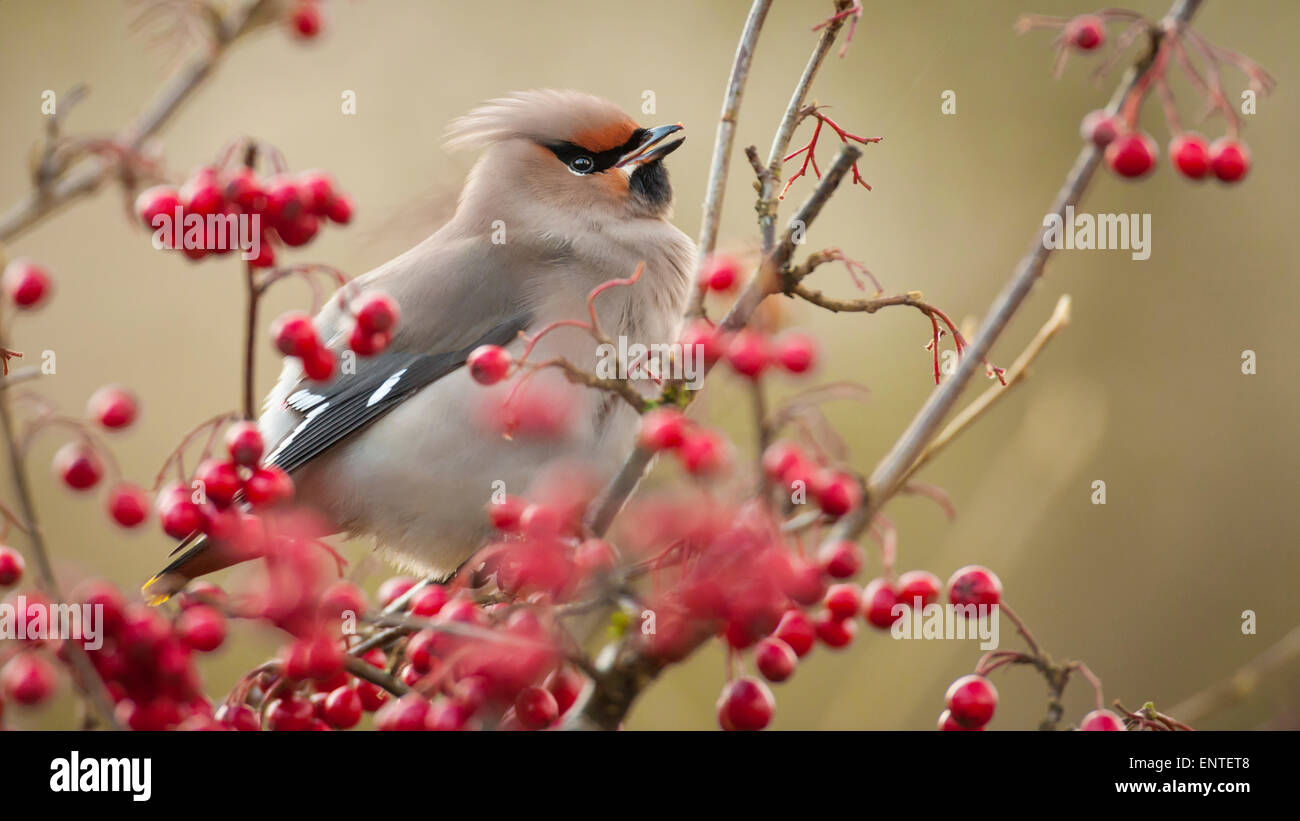 Wachsschwingvogelfütterung (Bombycilla garrulus) im Galloway Forest Park, Großbritannien im Herbst/Winter Stockfoto