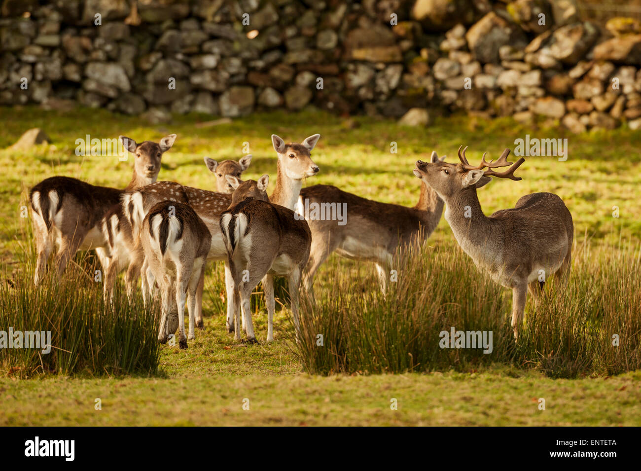 Damhirsch (Dama Dama), Dumfries and Galloway, Schottland, Großbritannien Stockfoto