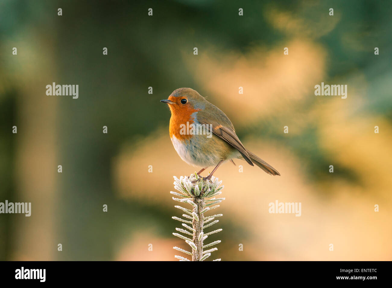 Robin (Erithacus rubecula), Gartenvogel, der im Winter auf einem Ast steht, Großbritannien Stockfoto