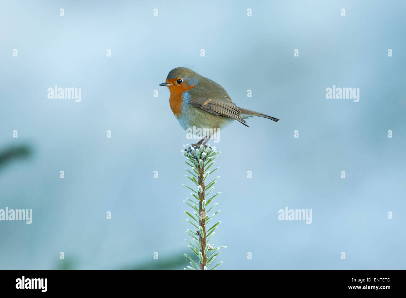 Robin (Erithacus rubecula) sitzt auf dem obersten Zweig eines Sitka Christmas Tree, Großbritannien. Gartenvögel im Winterschnee Stockfoto