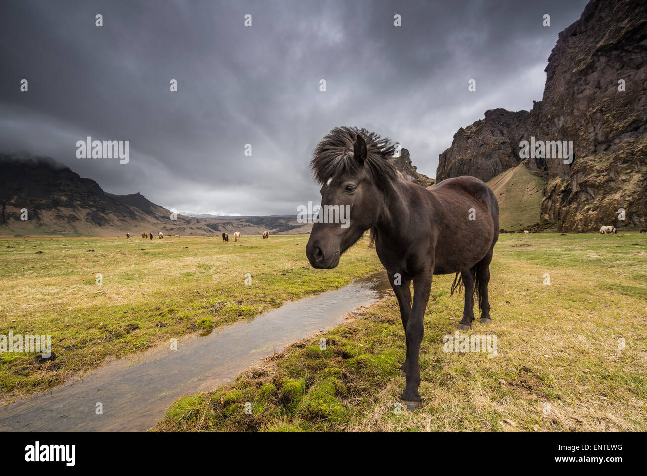Horse Island - Islandpferd in der isländischen Landschaft Stockfoto