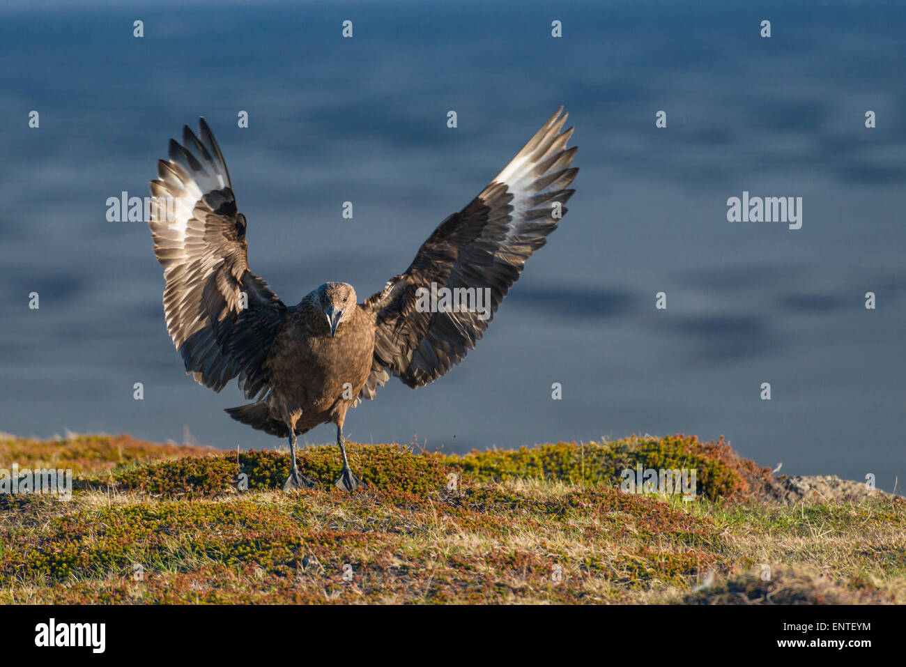 Arctic Skua Vogel, Ingolfshofdi Cape, Island Stockfoto