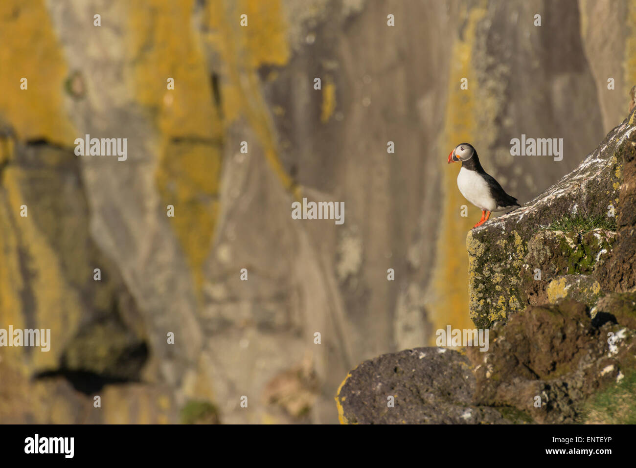 Papageitaucher, Atlantic Papageitaucher (Fratercula arctica) an Ingolfshofdi Cape, Island Stockfoto