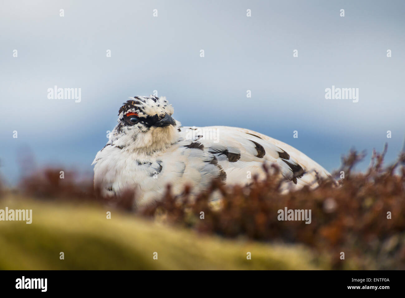 Alpenschneehuhn Vogel (Lagopus Mutus) in Island Stockfoto