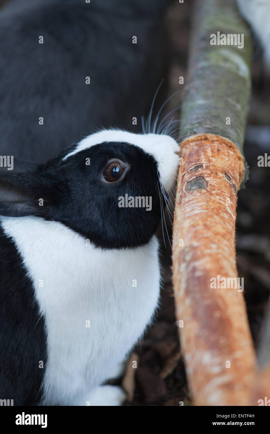 Kaninchen (Oryctolagus Cuniculus). "Dutch" heimischen Rasse, Heimtier kauen Rinde aus einem mitgelieferten Baum-Protokoll. Notwendige Tätigkeit. Stockfoto