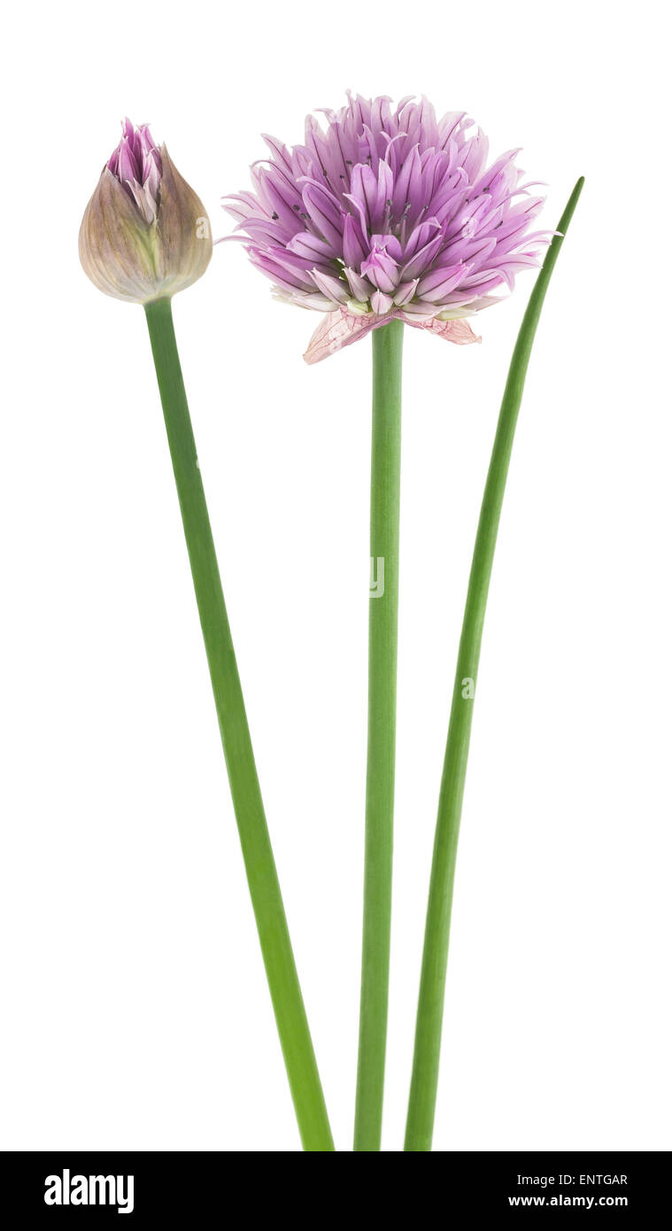 Schnittlauch mit Blumen isoliert auf weißem Hintergrund Stockfoto