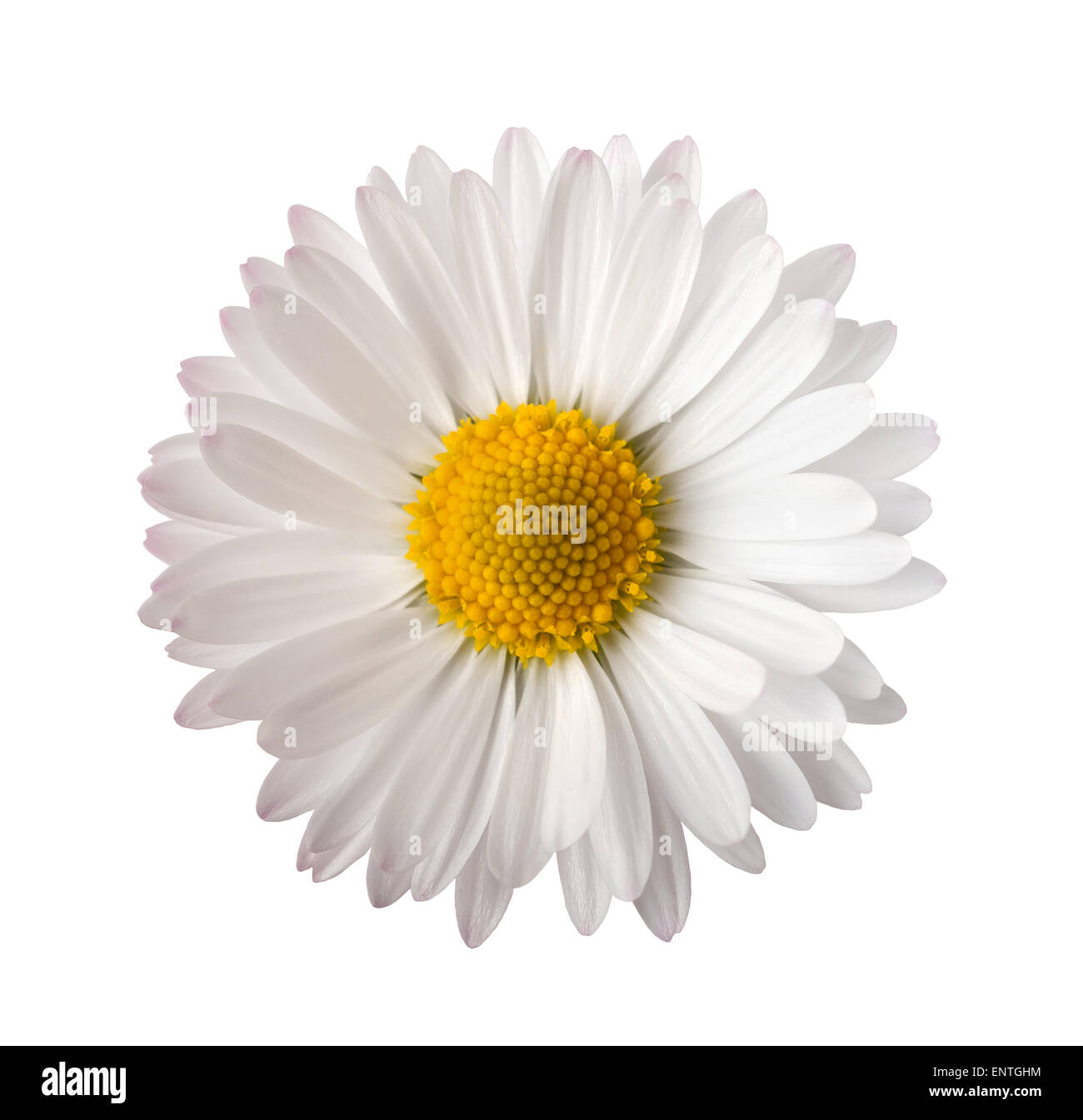 White Daisy isoliert auf weißem Hintergrund Stockfoto