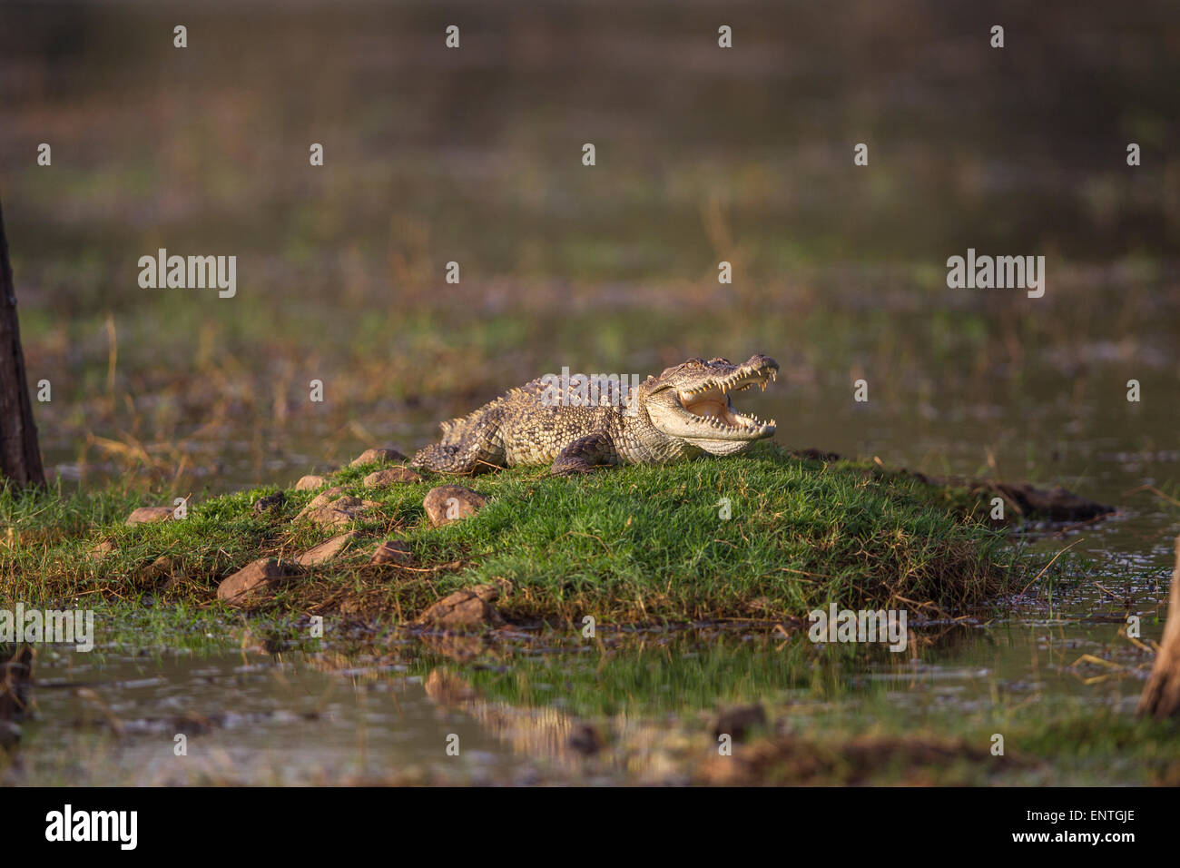 Indische Marsh Krokodil am Malik Talao oder See in Ranthambhore Wald, Indien. Stockfoto