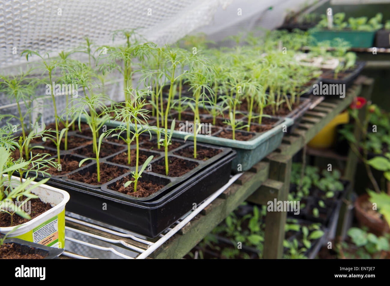 Junge Kosmos Pflanzen in Schalen in einem Gewächshaus im Frühjahr. Großbritannien Stockfoto