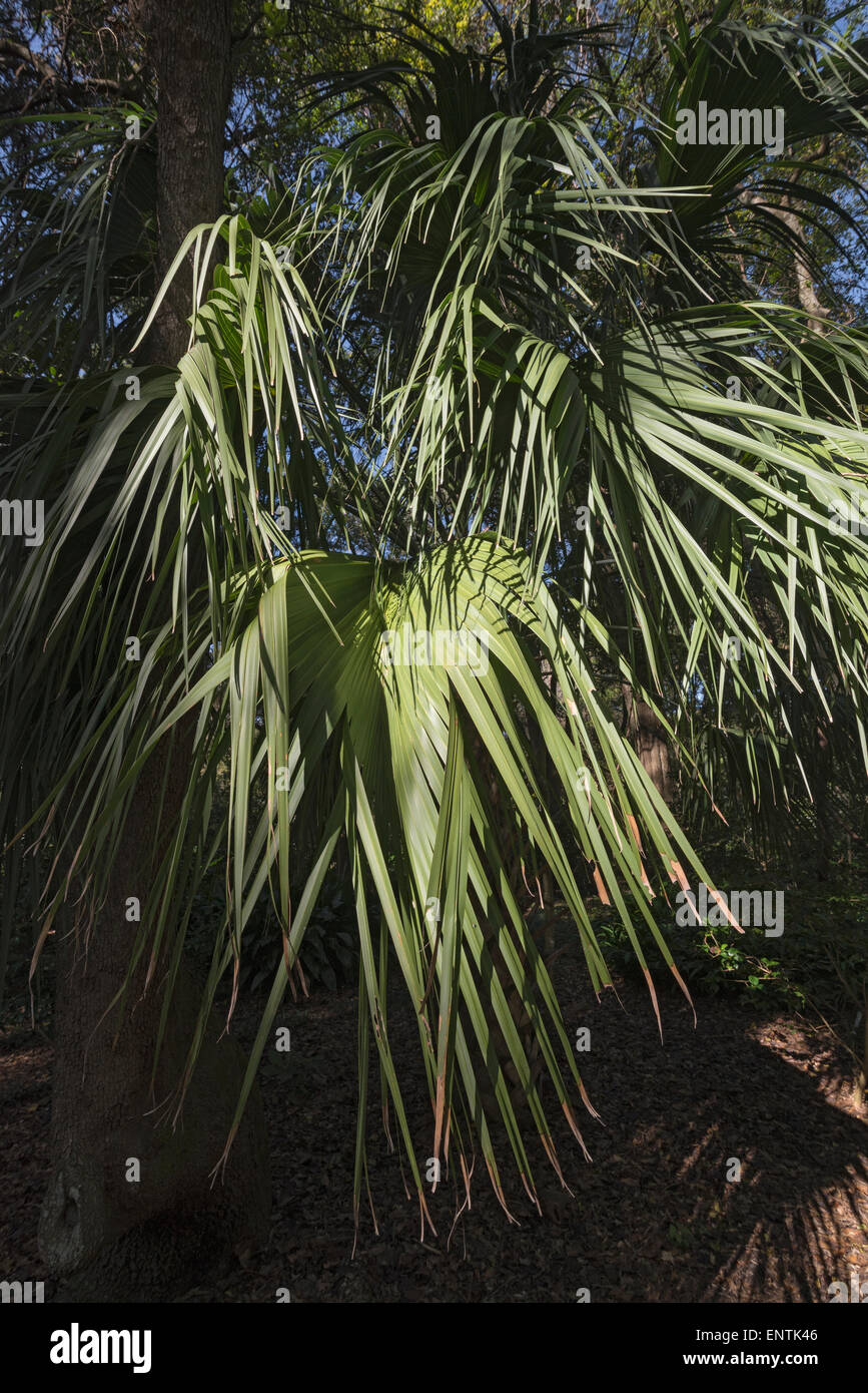 Sabal Palme Im Kanapaha Botanical Garden In Gainesville Florida