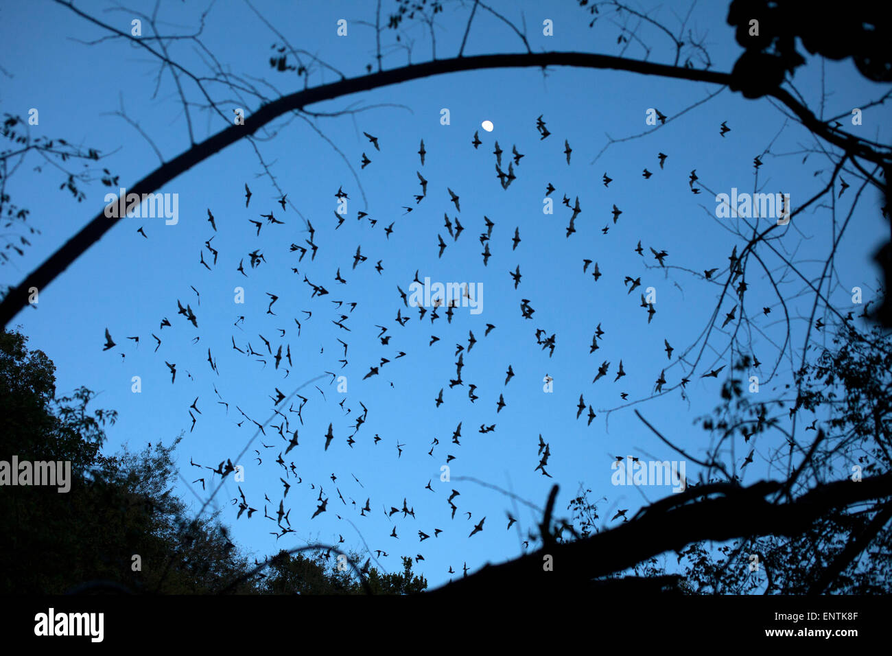Fledermäuse lassen eine Höhle in Calakmul Biosphären-Reservat, Campeche Zustand, Halbinsel Yucatan, Mexiko Stockfoto