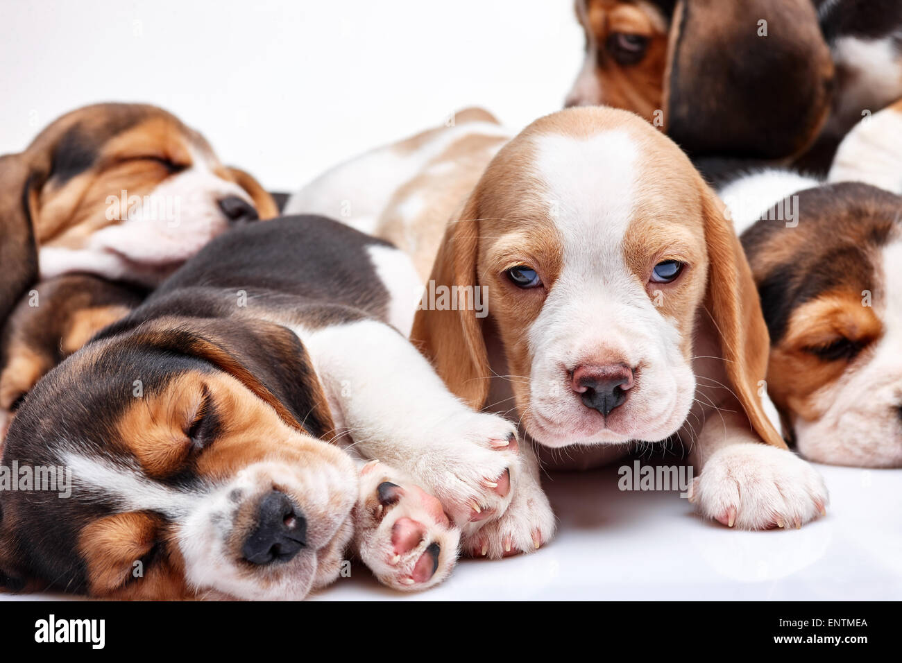 Beagle Welpen auf weißem Hintergrund Stockfoto