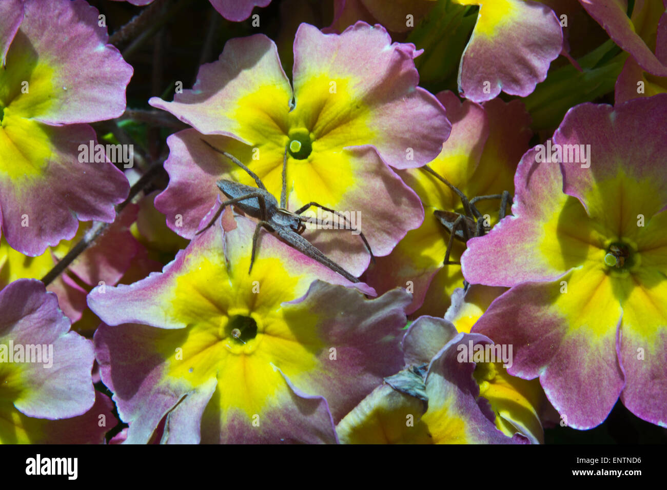 Pisaura mirabilis Stockfoto