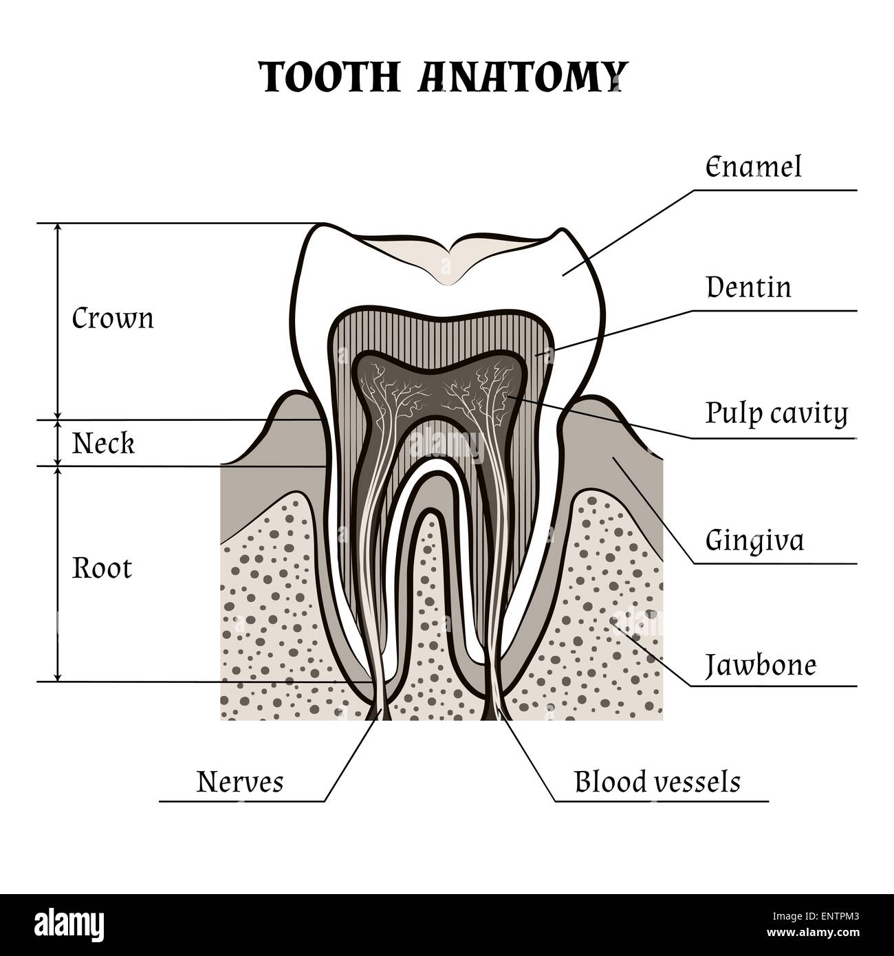 Illustration der Zahnanatomie im Retro-Stil gezeichnet. Isoliert auf weißem Hintergrund Stock Vektor