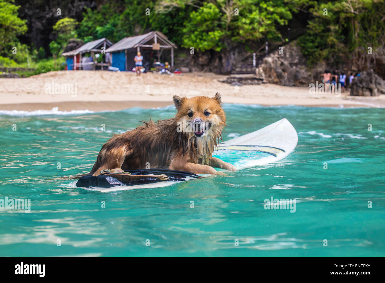 Lustiger Hund auf Surfbrett im Ozeanwasser. Stockfoto