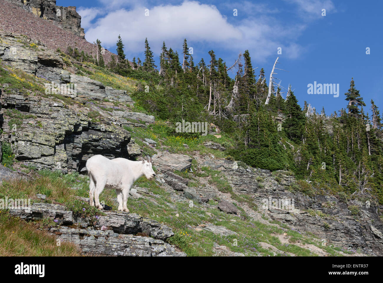 Sommer Fülle umgibt eine Bergziege (Oreamnos Americanus), westliche Montana Stockfoto