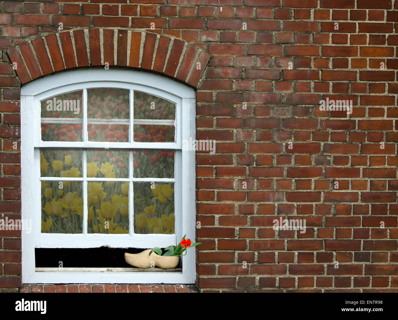 Rote Tulpe im holländischen Holzschuh auf einem Fensterbrett ein Ziegelhaus. Stockfoto