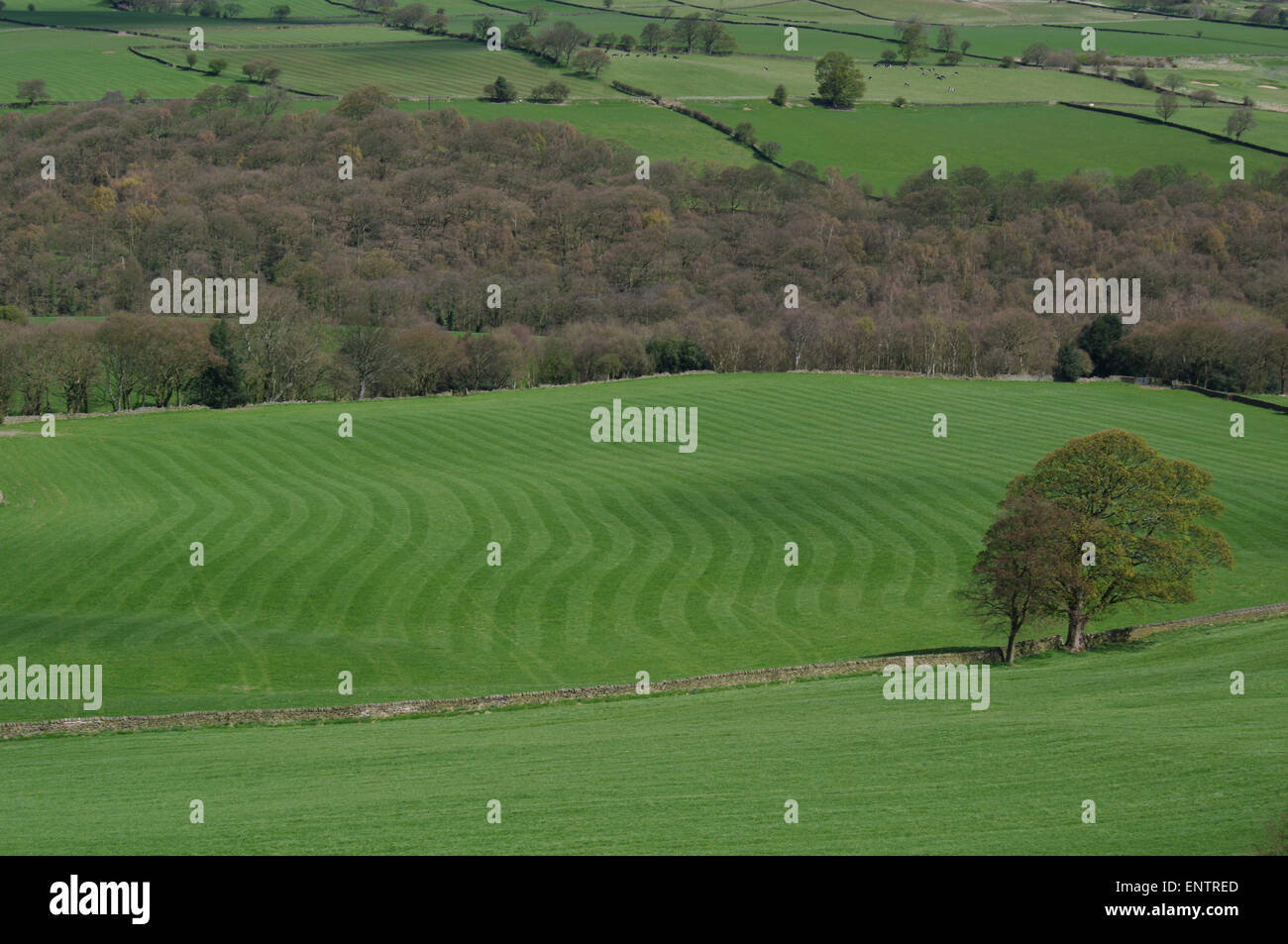Baildon,Moor,Ackerland.,gemustert,Gras,Baum,Wald,Baildon,Moor,Ackerland.,gemustert,Gras,mit,Baum,und,Wald,Felder,sretching,in,die,Entfernung Stockfoto