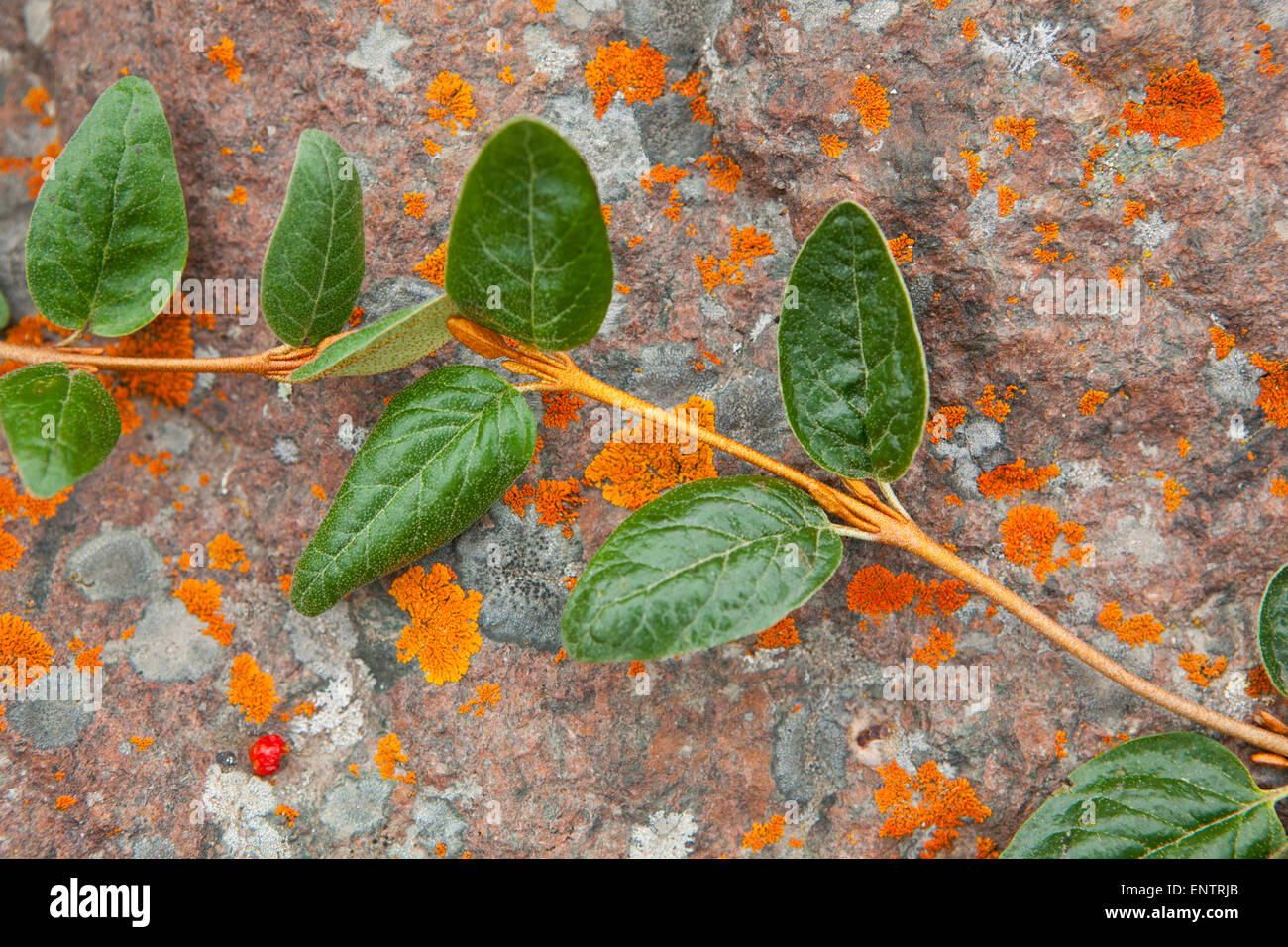 Ein grüner Weinstock wächst über einen Felsen bedeckt in orangefarbenen Flechten in der Nähe von Skolai Pass, Wrangell-St.-Elias-Nationalpark, Alaska. Stockfoto