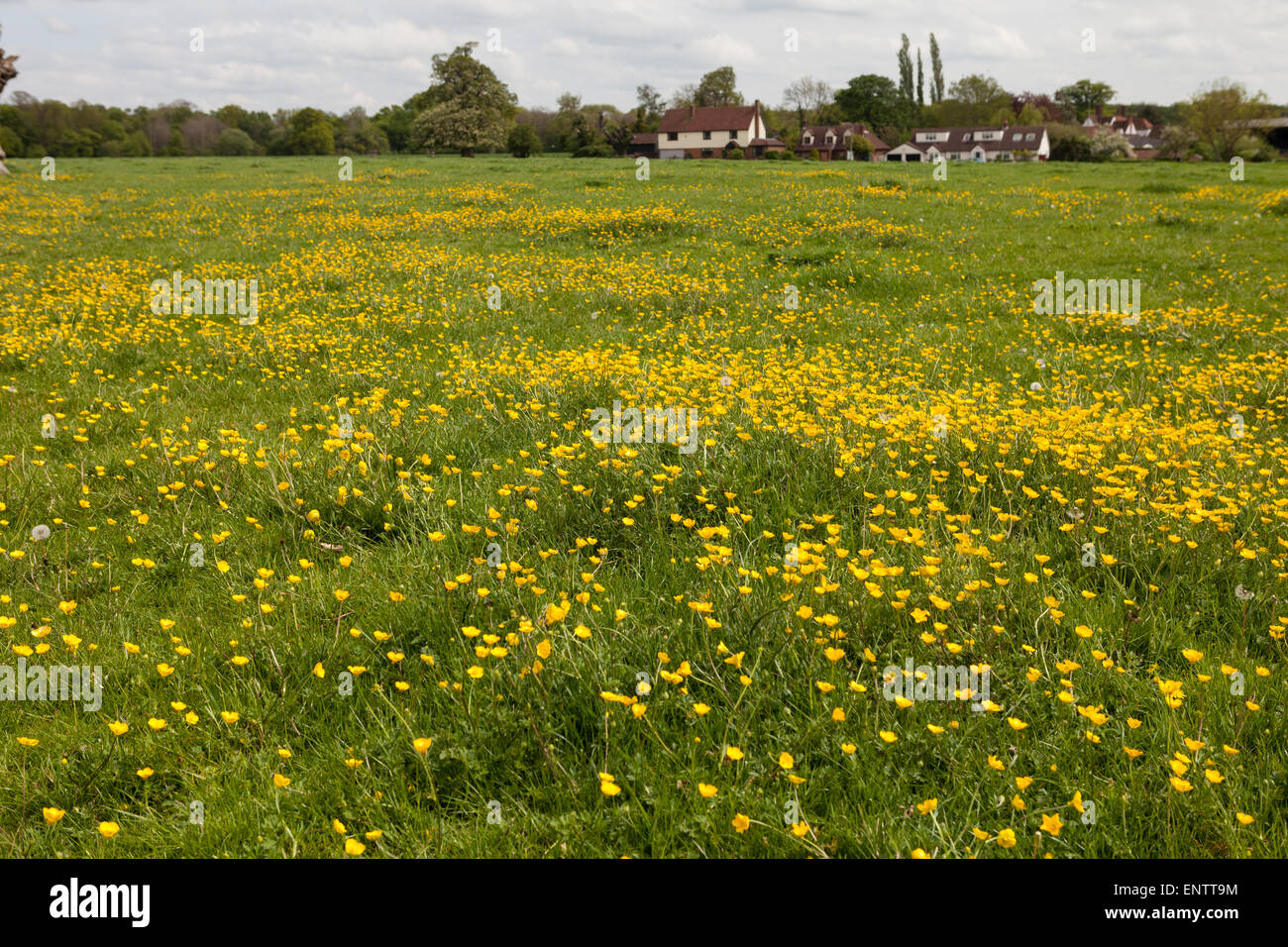 Gelbe Blumen Am Wegesrand