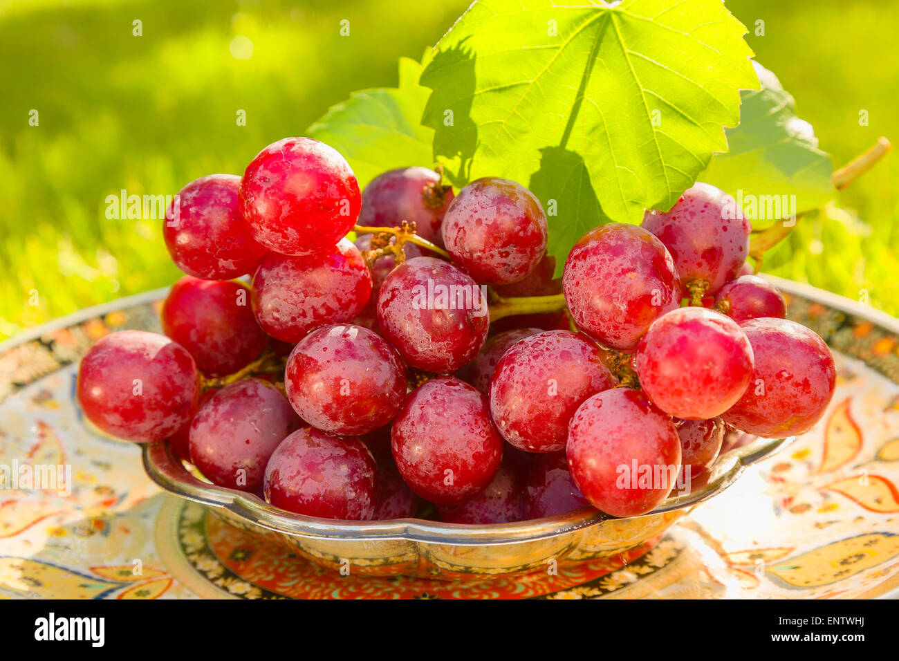 Rote Trauben im Garten im Gegenlicht Stockfoto