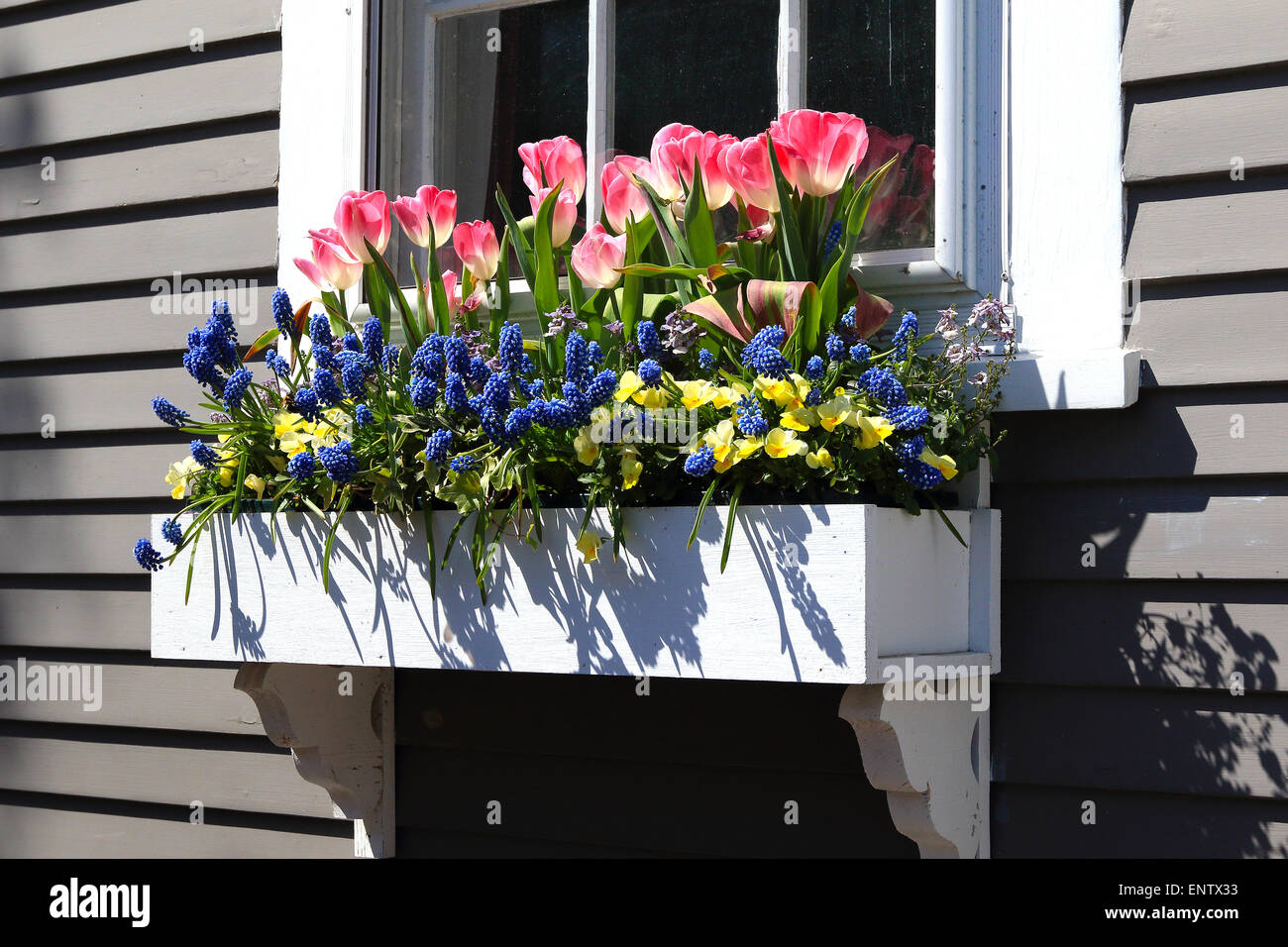 Nantucket Massachusetts auf Nantucket Island. Blumenkasten auf altes Haus mit bunten Blumen. Stockfoto