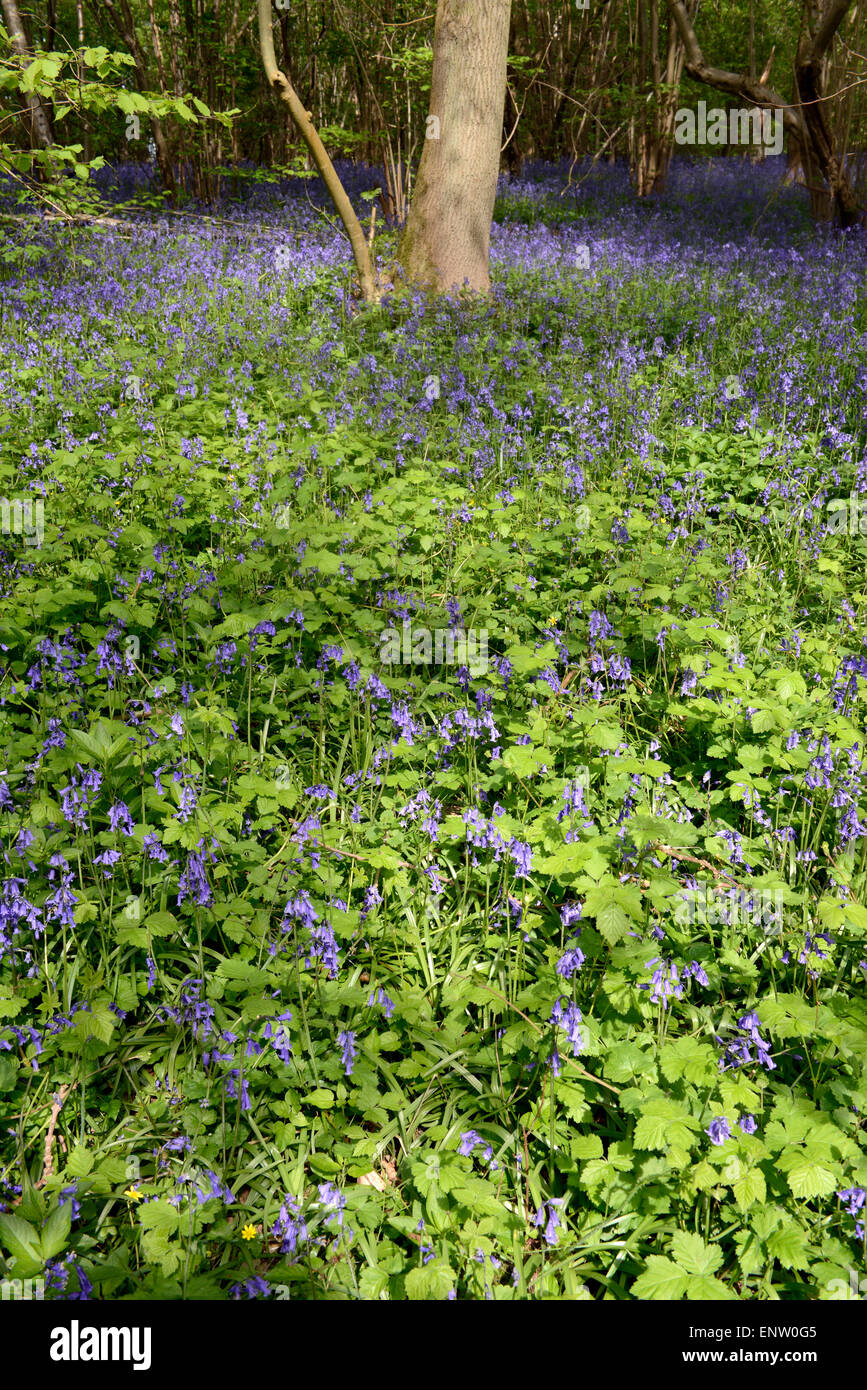 Glockenblumen Teppich Waldboden Waresley Holz Cambridgeshire England Stockfoto