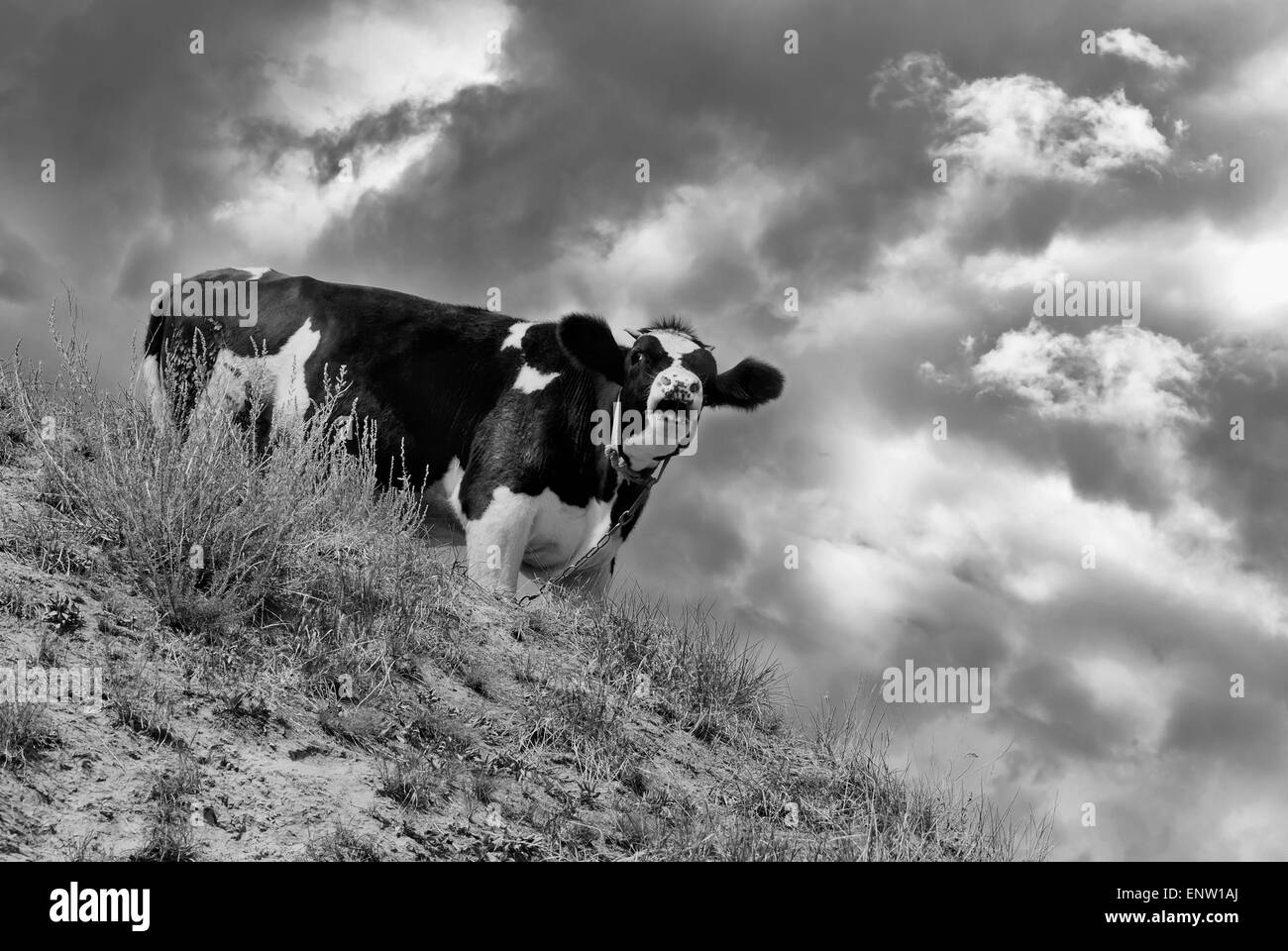 Junge Kuh als schreiende Warnung zur Herde über entgegenkommenden Feinde Ausschau. Stockfoto