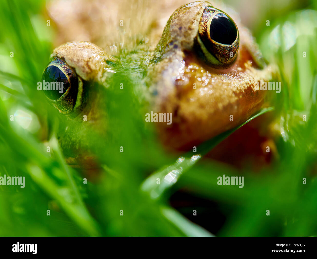 Frosch spähte durch Grashalme auf einer Wiese im Garten im Frühjahr. Stockfoto