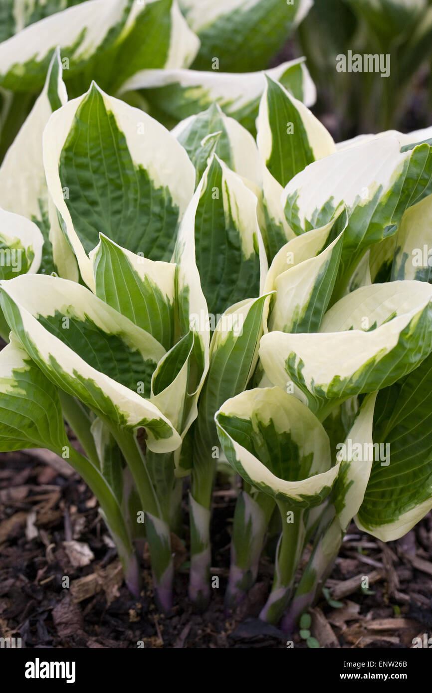 Hosta 'Karin' Blätter im Frühling. Stockfoto