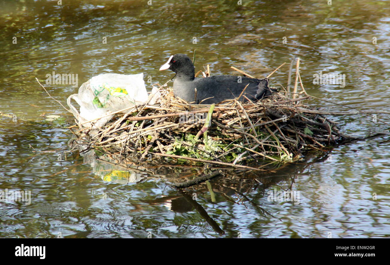 Blässhühner auf dem Nest in einem Graben Stockfoto