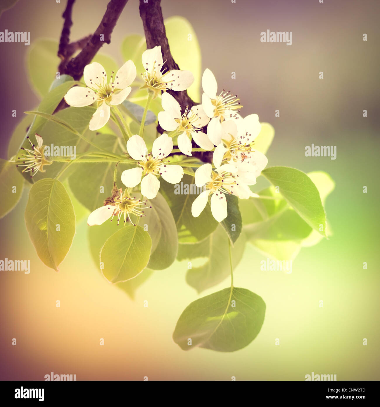 Kirsche oder Apfel Blüten unter die warme Frühlingssonne mit Instagram-Effekt Stockfoto