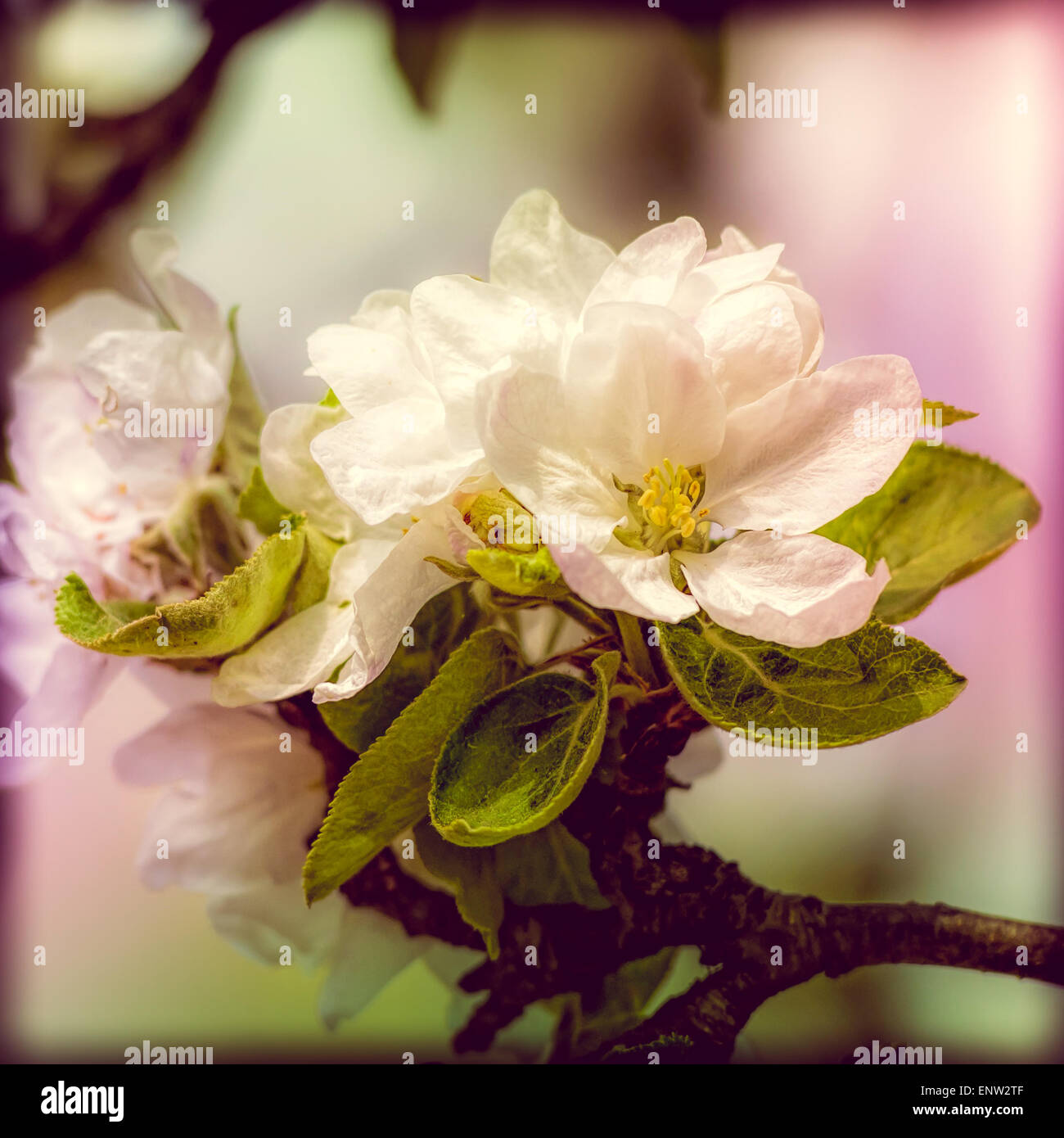 Weißer Apfel Blumen unter die warme Frühlingssonne mit Instagram-Effekt Stockfoto